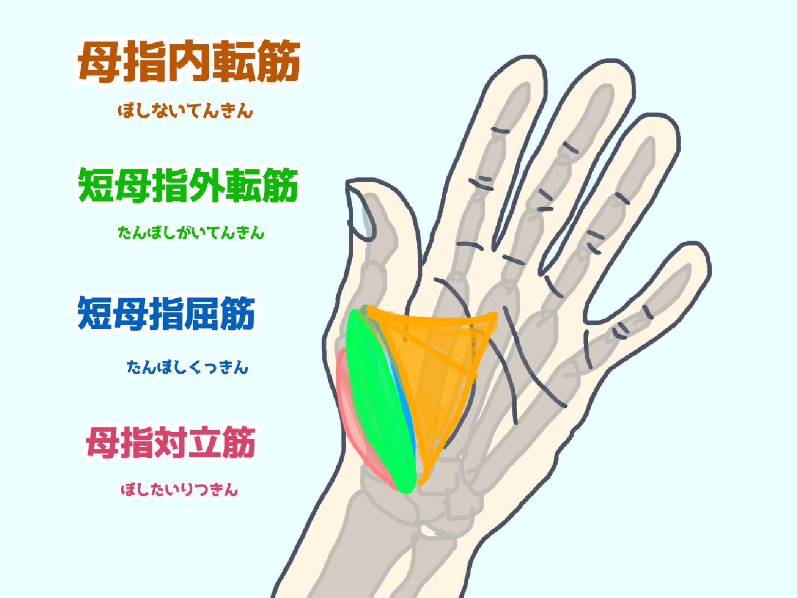 手の親指【母指球】がつった時の対策【簡単にできる】