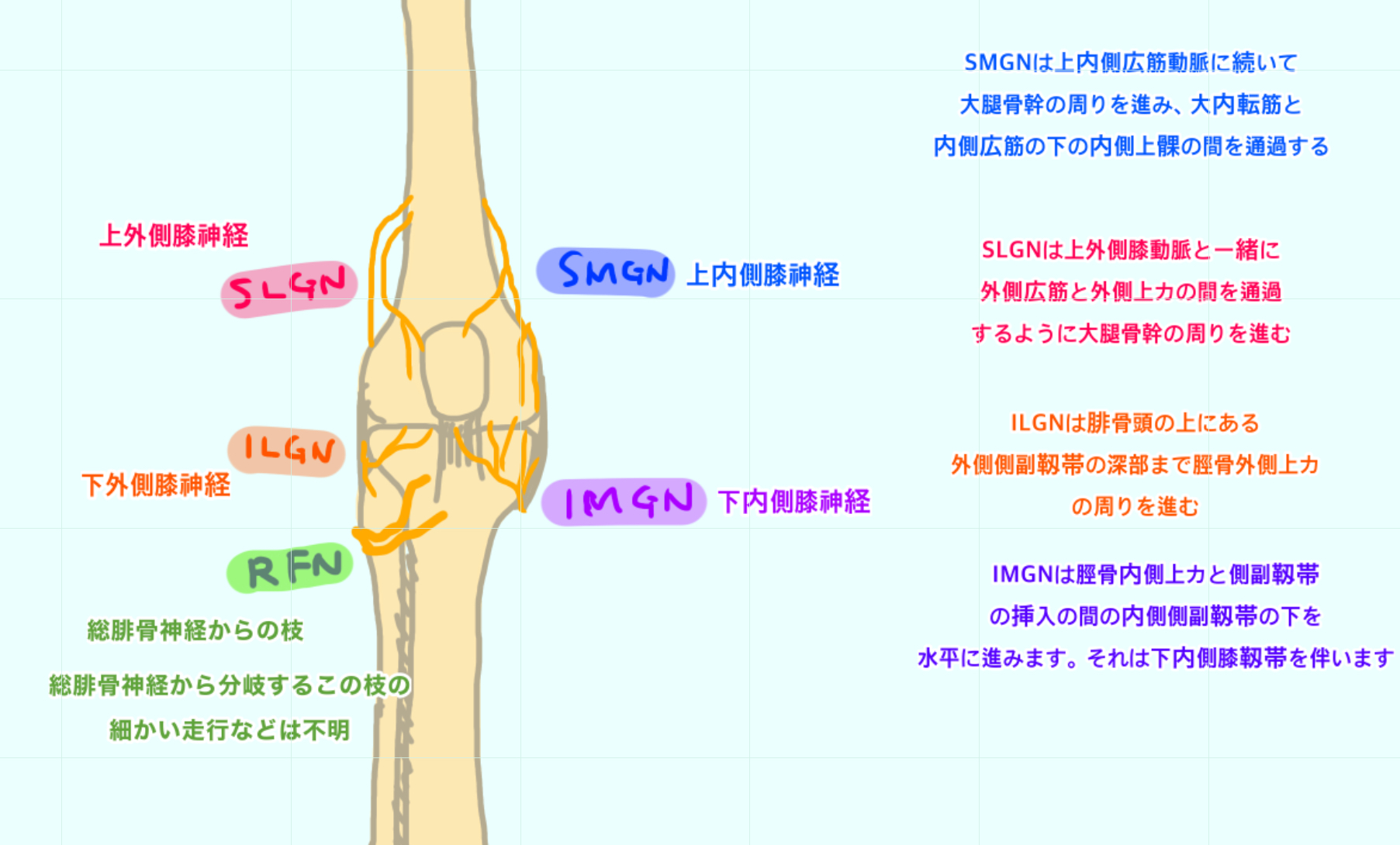 【膝の痛みに関わる神経について個人的まとめ】About nerves involved in knee pain (personal ...