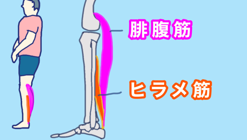 人体を横から見て、ふくらはぎの筋肉の構造を解説している