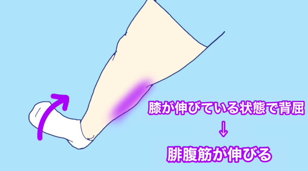 膝が伸びている状態で足首を背屈すると腓腹筋が優位にストレッチされる