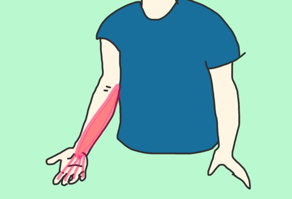 前腕の屈筋群を示すイラスト。
