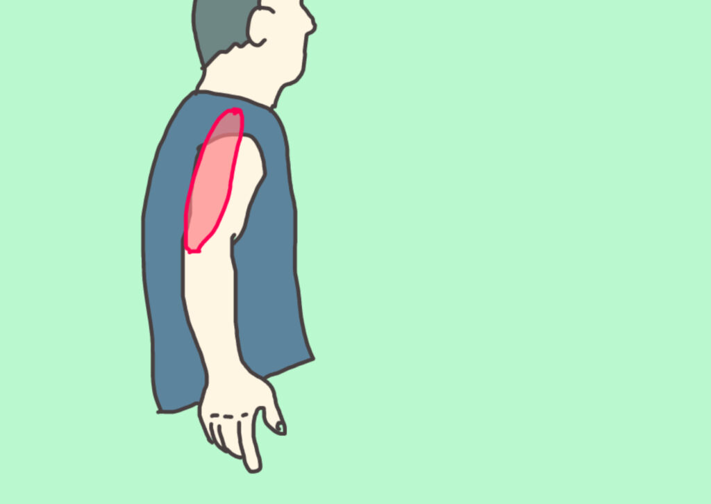 上腕三頭筋を示すイラスト。