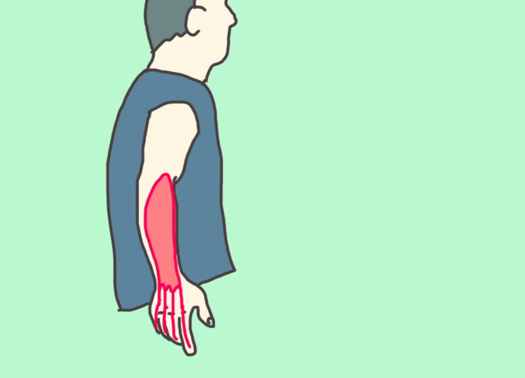 前腕の伸筋群を示すイラスト。