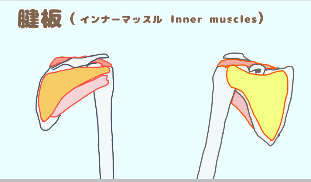 肩のインナーマッスルの腱