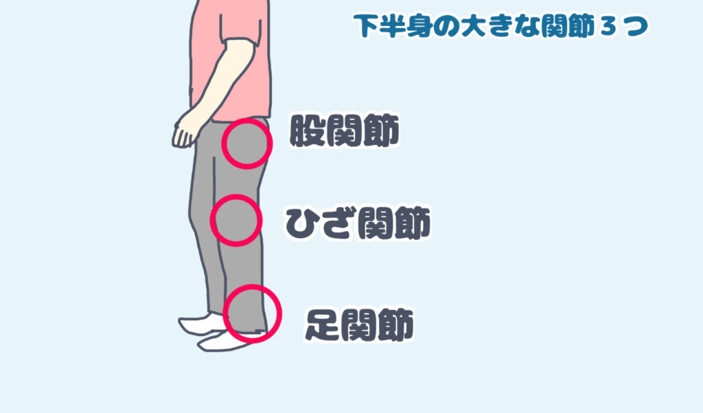 下半身の大きな関節三つ　股関節　膝関節　足関節