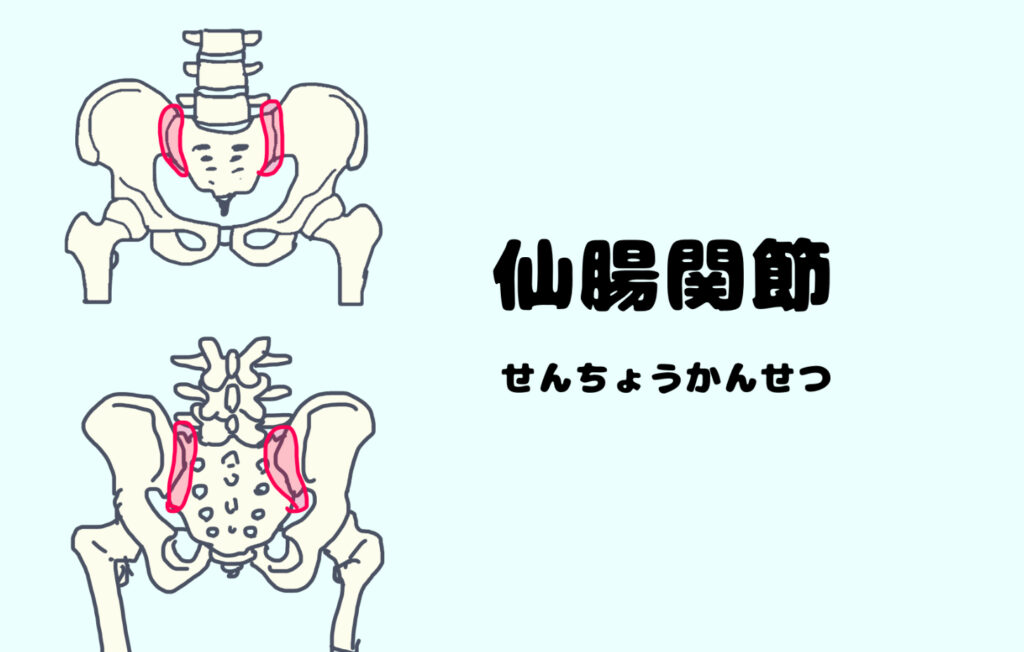 骨盤の骨を前面　後面で示し、さらに仙腸関節を赤いまるで囲っている