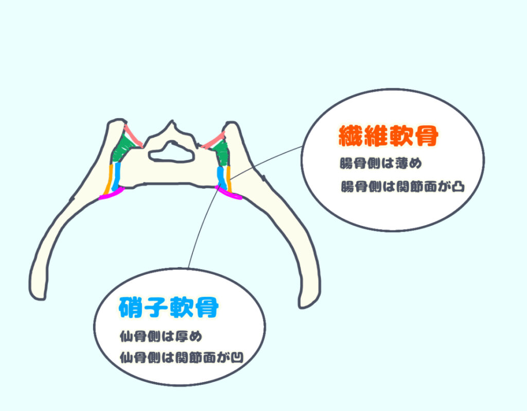 仙腸関節の水平断面図　仙骨側の関節軟骨は小指軟骨で厚い　腸骨側は繊維軟骨で薄い　
