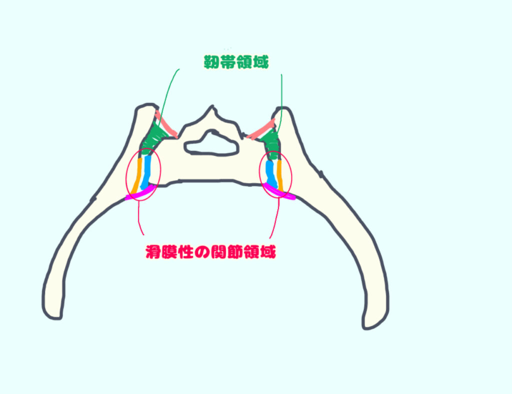 仙腸関節の関節面　水平断面図
前方に滑膜性の関節があり、後方は靭帯成分