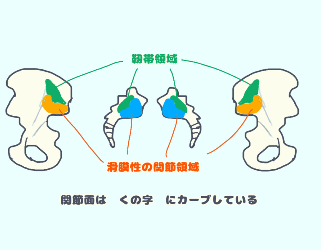 仙腸関節の関節面の見開き図　左右　関節面はカーブしている