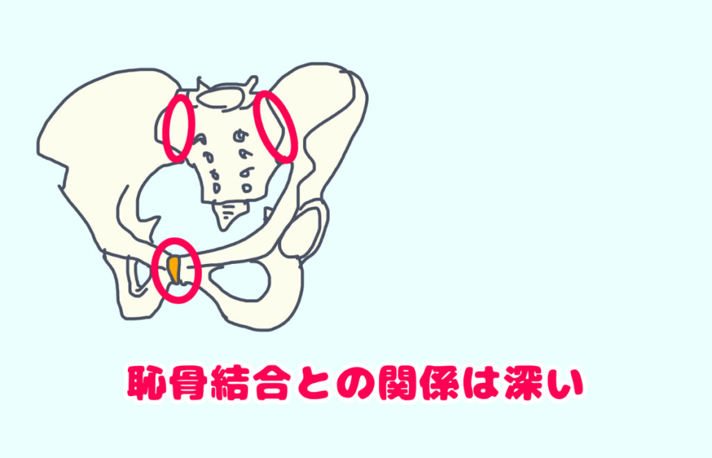 骨盤を斜め前から見た図　仙腸関節と対応する恥骨結合を示している