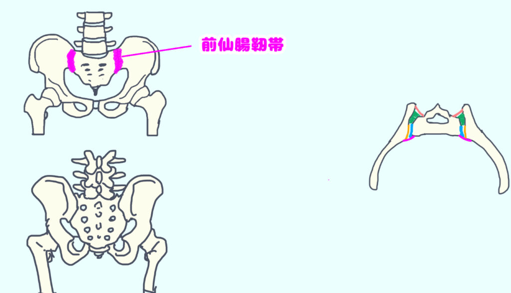 前仙腸靭帯を示した図
