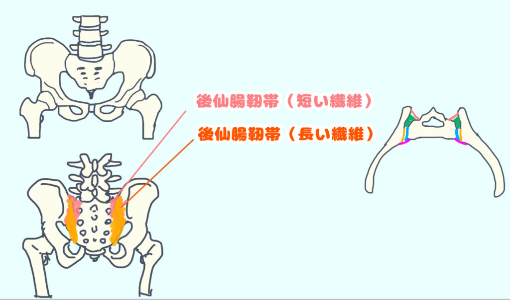 後仙腸靭帯を示している図