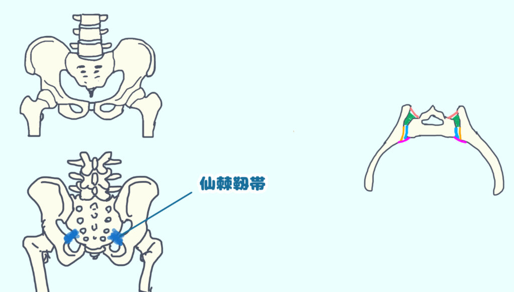 仙棘靭帯を示している図
