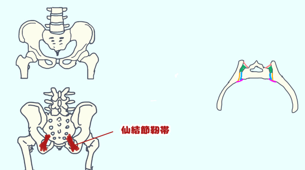 仙結節靭帯を示した図