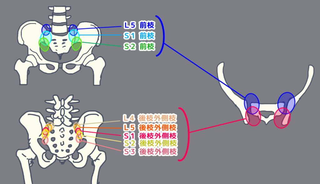 仙腸関節の神経支配のイメージ図(２０２６年現在、まだ共通のコンセンサスは得られていないため、大まかな図)