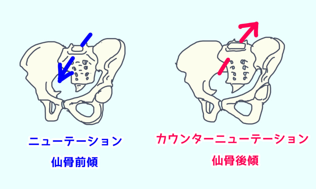 仙腸関節のニューテーションとカウンターニューテーション