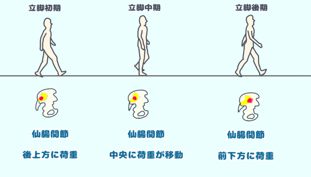 仙腸関節の荷重伝達のイラスト