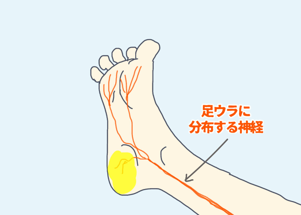 足底の神経分布