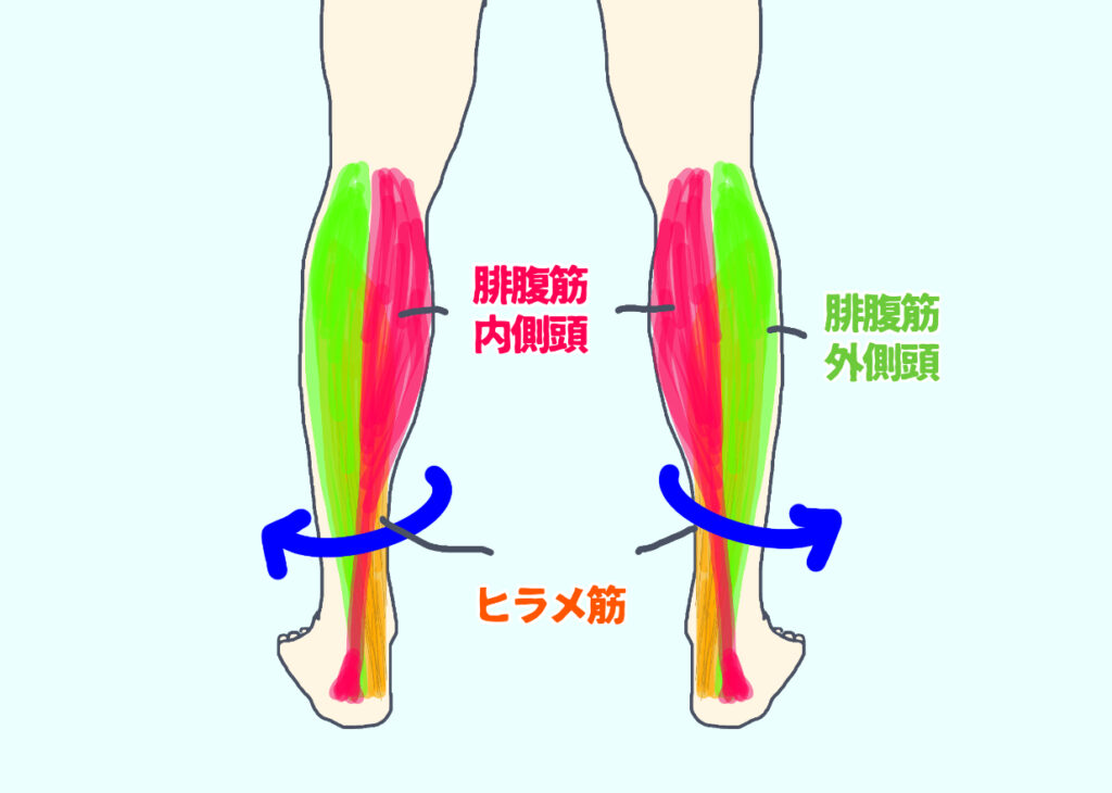 アキレス腱のねじれ構造を説明　腓腹筋内側頭はアキレス腱の外側へ　外側頭は内側へ