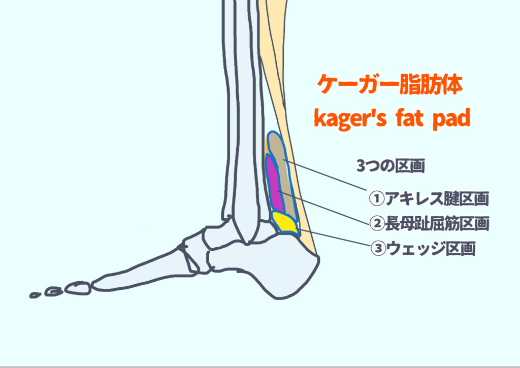 ケーガー脂肪体の３つの区画