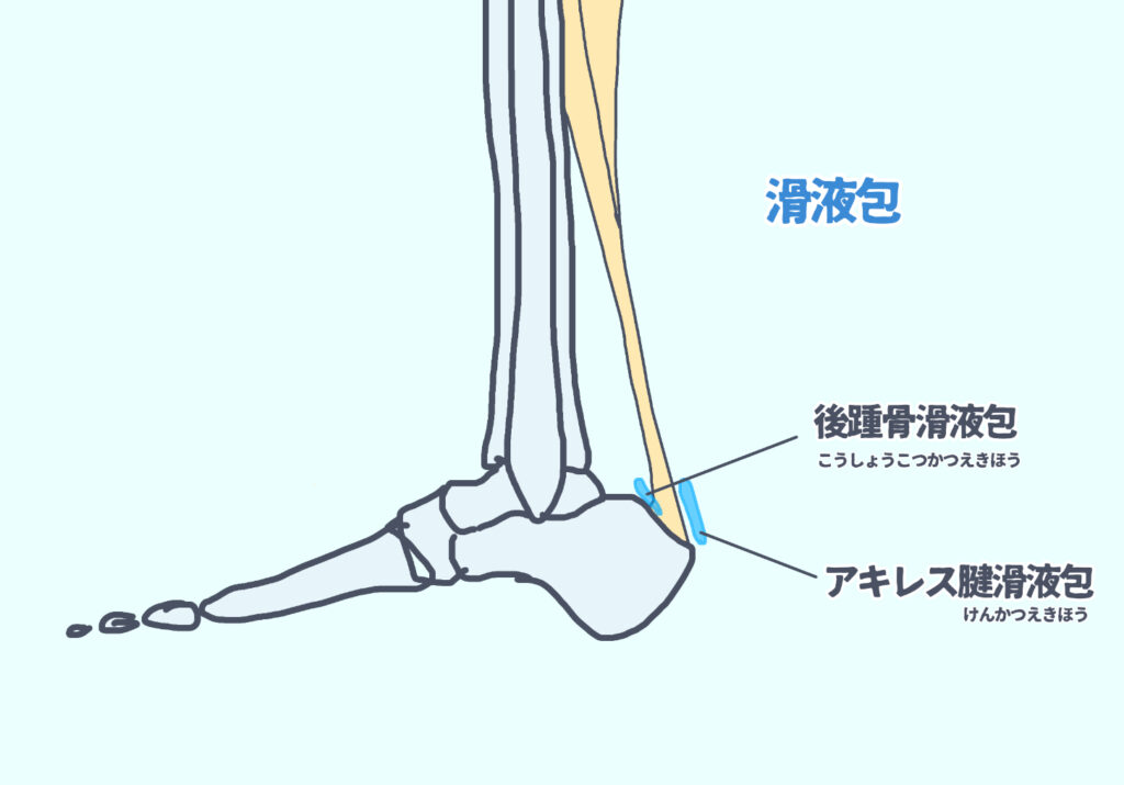 アキレス腱の滑液包　後踵骨滑液包とアキレス腱滑液包