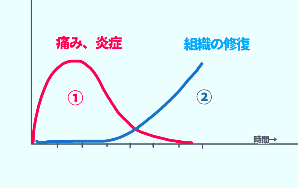 ケガの治り方グラフ　炎症期が落ち着いてから組織の修復が進む