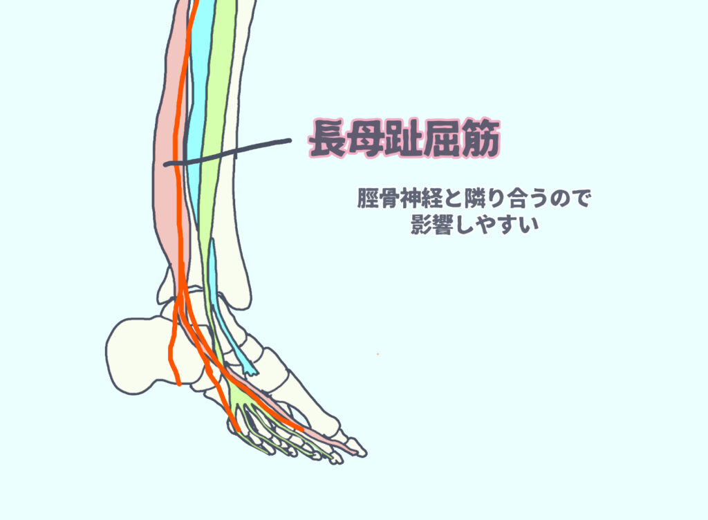 長母指屈筋と脛骨神経は隣り合うのでお互いに影響しやすい