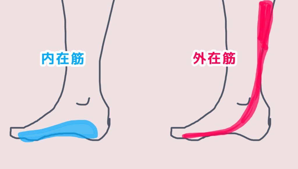 足の内在筋と外在筋の比較