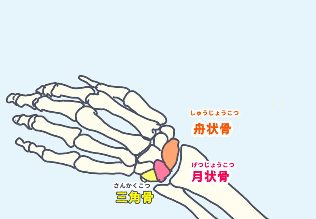 手根骨のうち、カラダにちかい3つの骨 ①舟状骨 ②月状骨 ③三角骨は 動きが悪くなったりすると、ドケルバン症の発症に関わる可能性がある