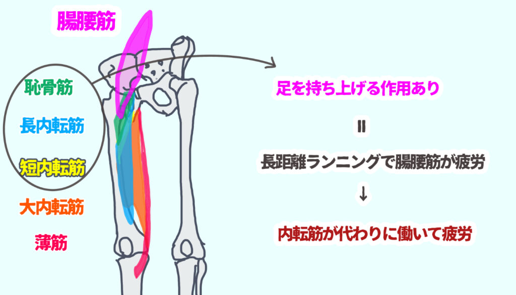 腸腰筋と内転筋の関係
