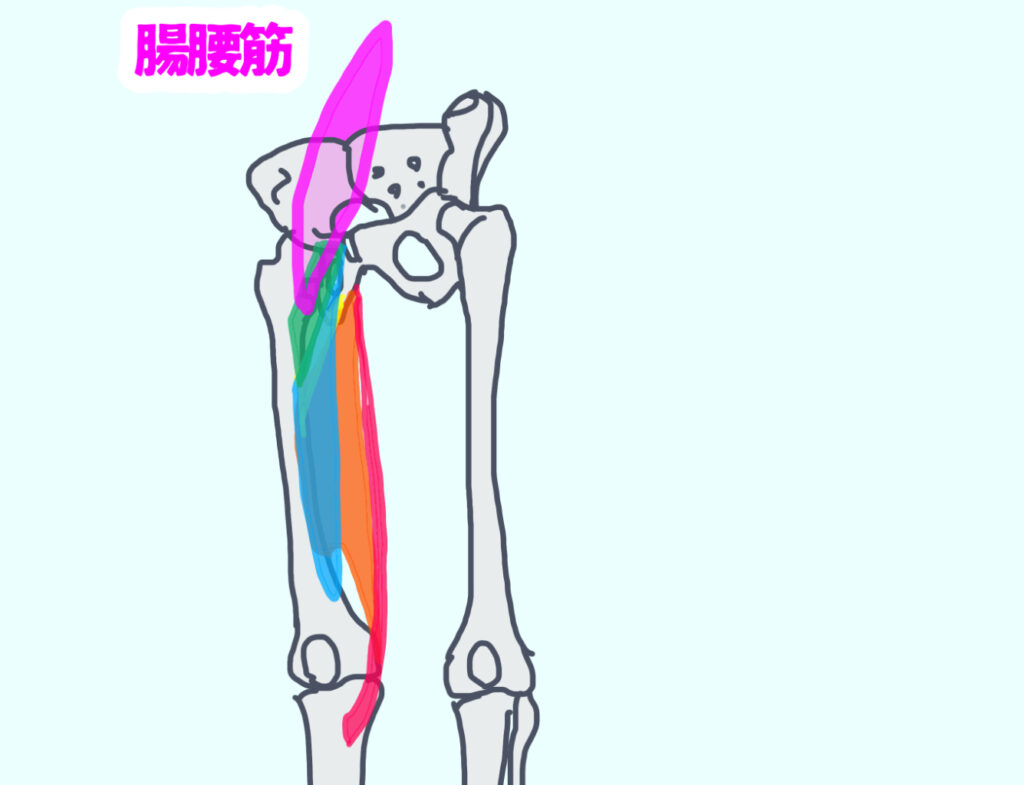 腸腰筋