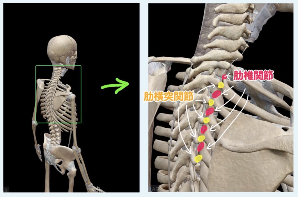 骨模型で肋椎関節と肋横突関節を説明している